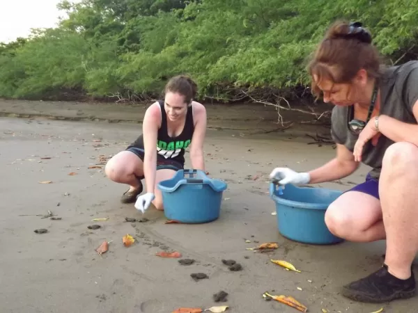 Travelers help measure sea turtles