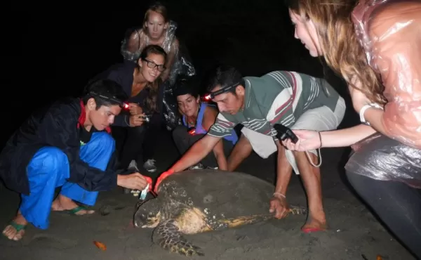 Volunteers measure and tag a turtle near Padre Ramos