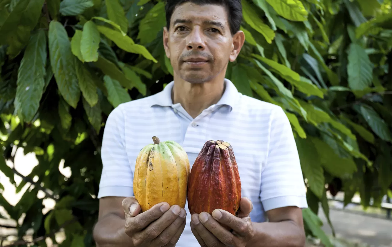 Chocolate farmer holding cocoa pods