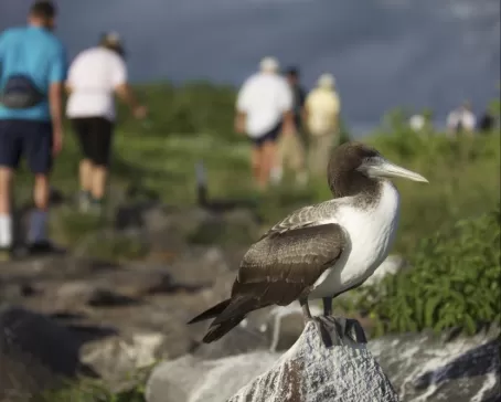 Young Nazca Booby with hikers