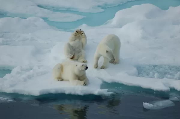 View polar bears in their element 