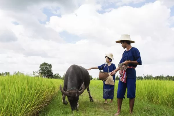 Thai farmers with water buffalo