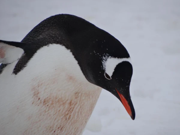 Adelie Penguin