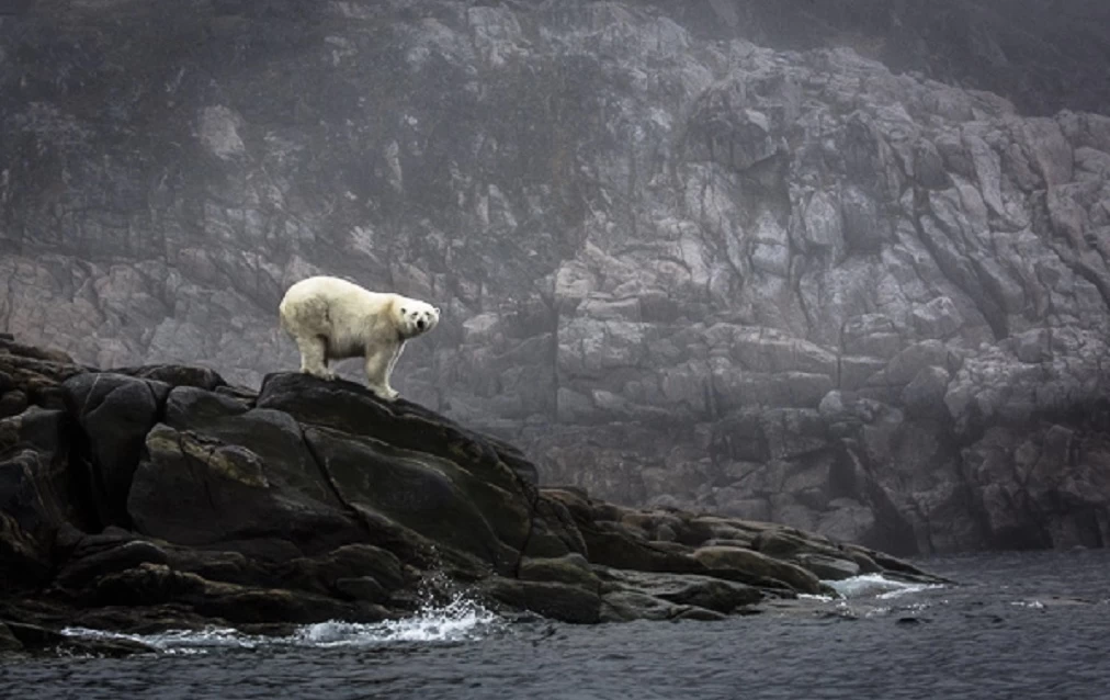 A polar bear stands in stark contrast to the seawall