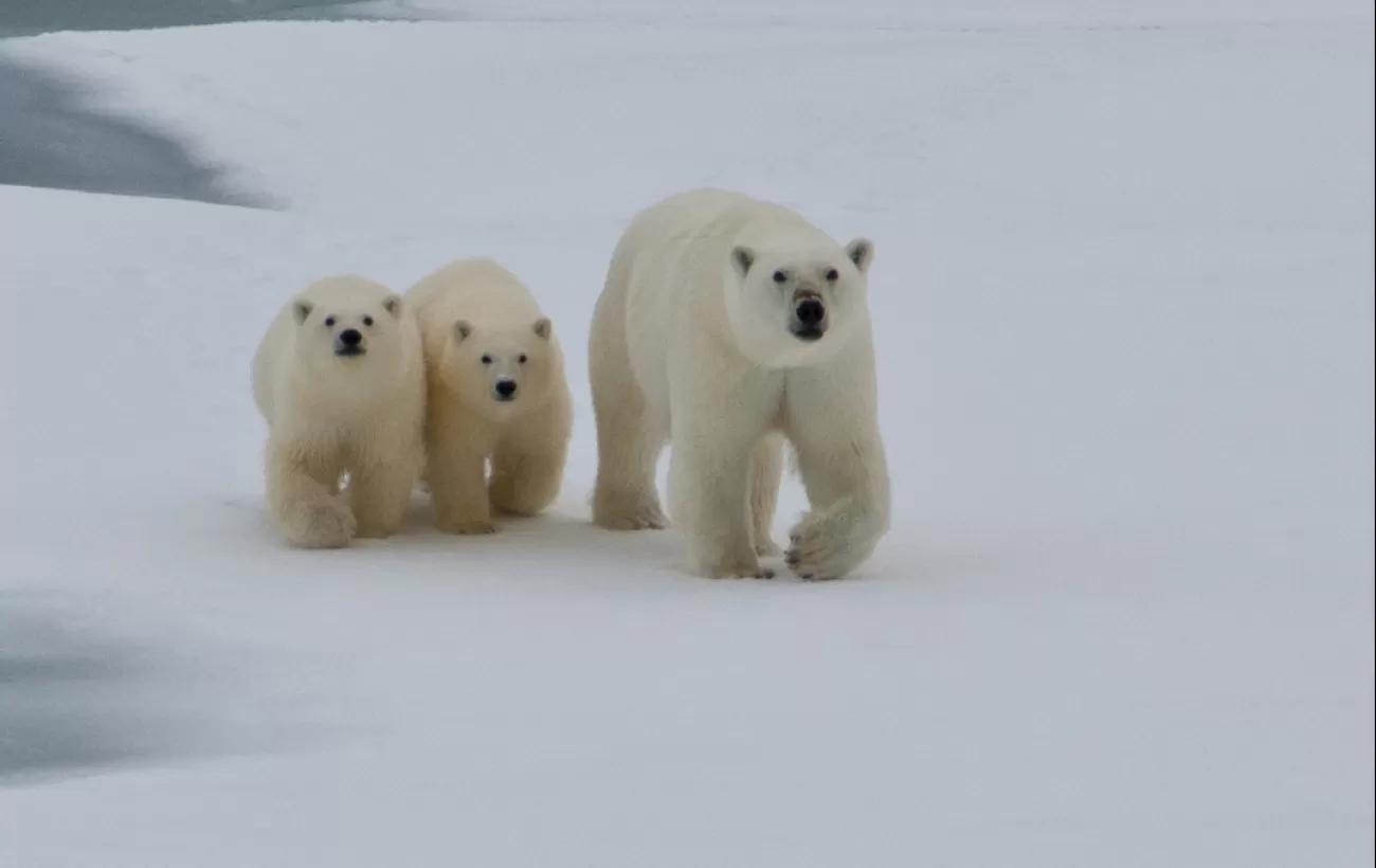 A mother polar bear and her two cubs