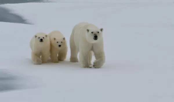 A mother polar bear and her two cubs