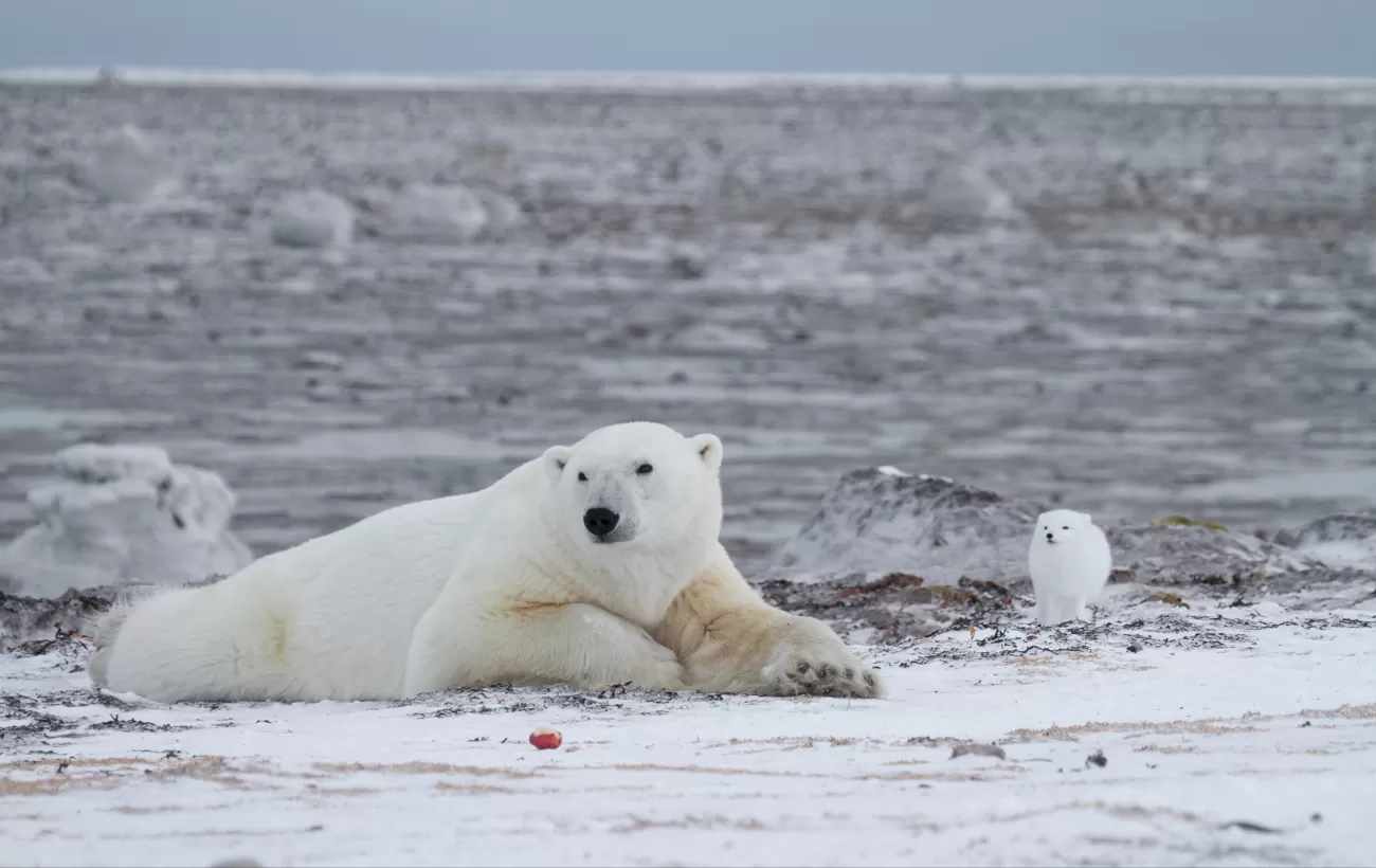 Polar bear and Arctic fox