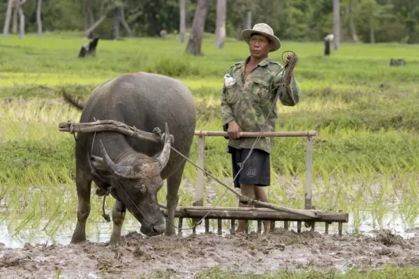 Cambodian farmer plowing with a water buffalo