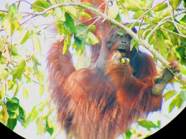 An orangutan enjoy's his breakfast above the Sukau Rainforest Lodge in Borneo