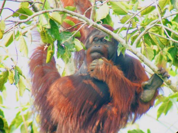 A male orangutan sitting in the tree above the lodge