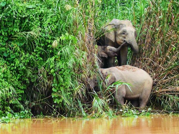 Bornean pygmy elephants looking cute but the river