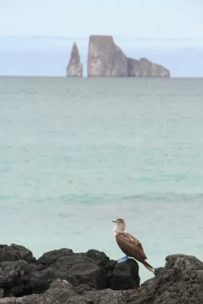 Blue-footed booby and Kicker Rock