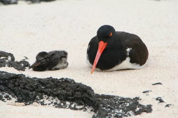 American Oyster-catcher and chick