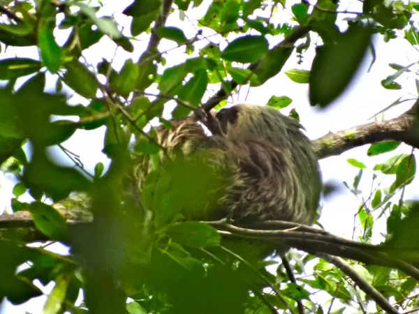 the elusive two-toed sloth!