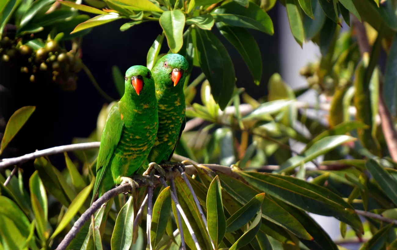 Parrots in Papua New Guinea