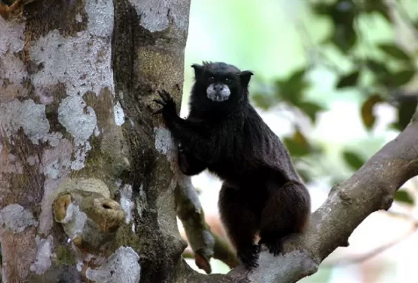 Black tarmarin monkey spotted on an amazon tour