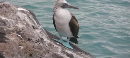 A Blue Footed Booby- I cant believe the feet are so blue! 