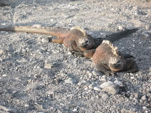 The only marine iguana- that is salt on their heads. 