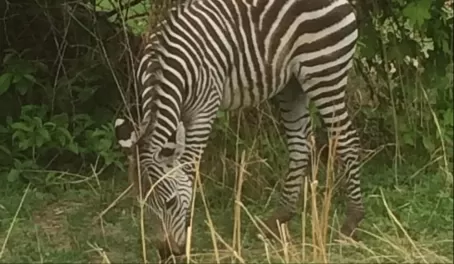 Young Zebra on game drive