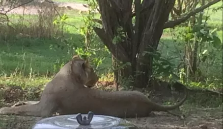 Lioness resting in the shade just in front of Land Cruiser