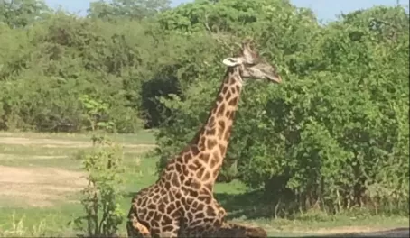 Seated giraffe