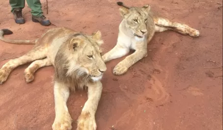 18 month old lion cubs, brother and sister