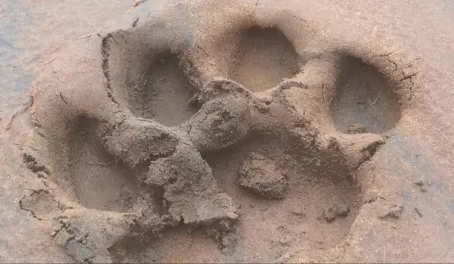 Adda's paw print in the wet dirt