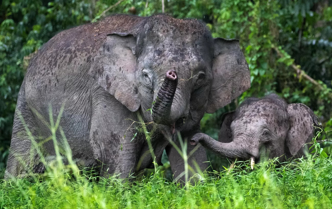 Pygmy elephants in the wild