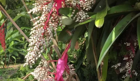 Heliconia garden in Colombia