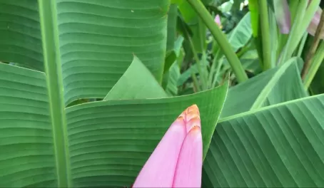 Heliconia in Colombia