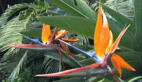 Heliconia Garden in Colombia
