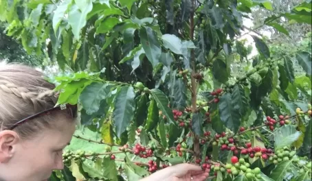 Picking Colombian coffee