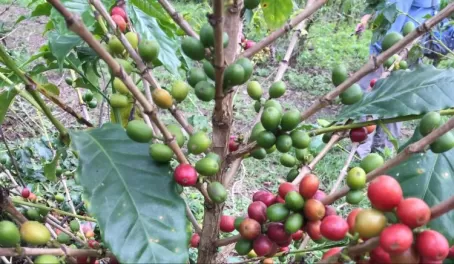 Coffee plant in Colombia