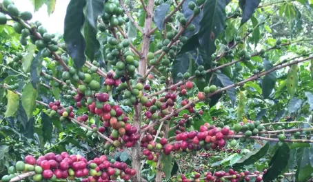 Abundant coffee plant in Colombia