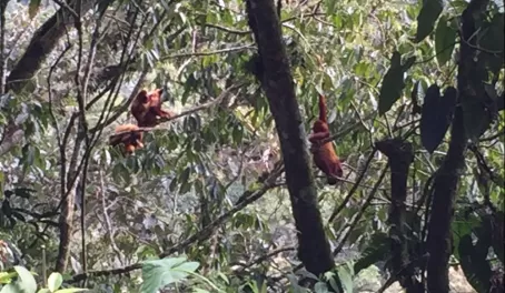 Howler monkeys in Colombia