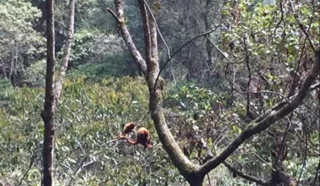 Howler monkeys in Colombia
