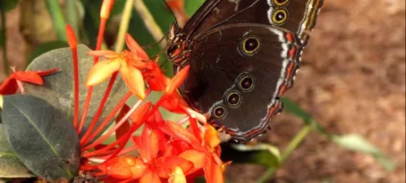 The forests of Ecuador are home to innumerable butterfly species