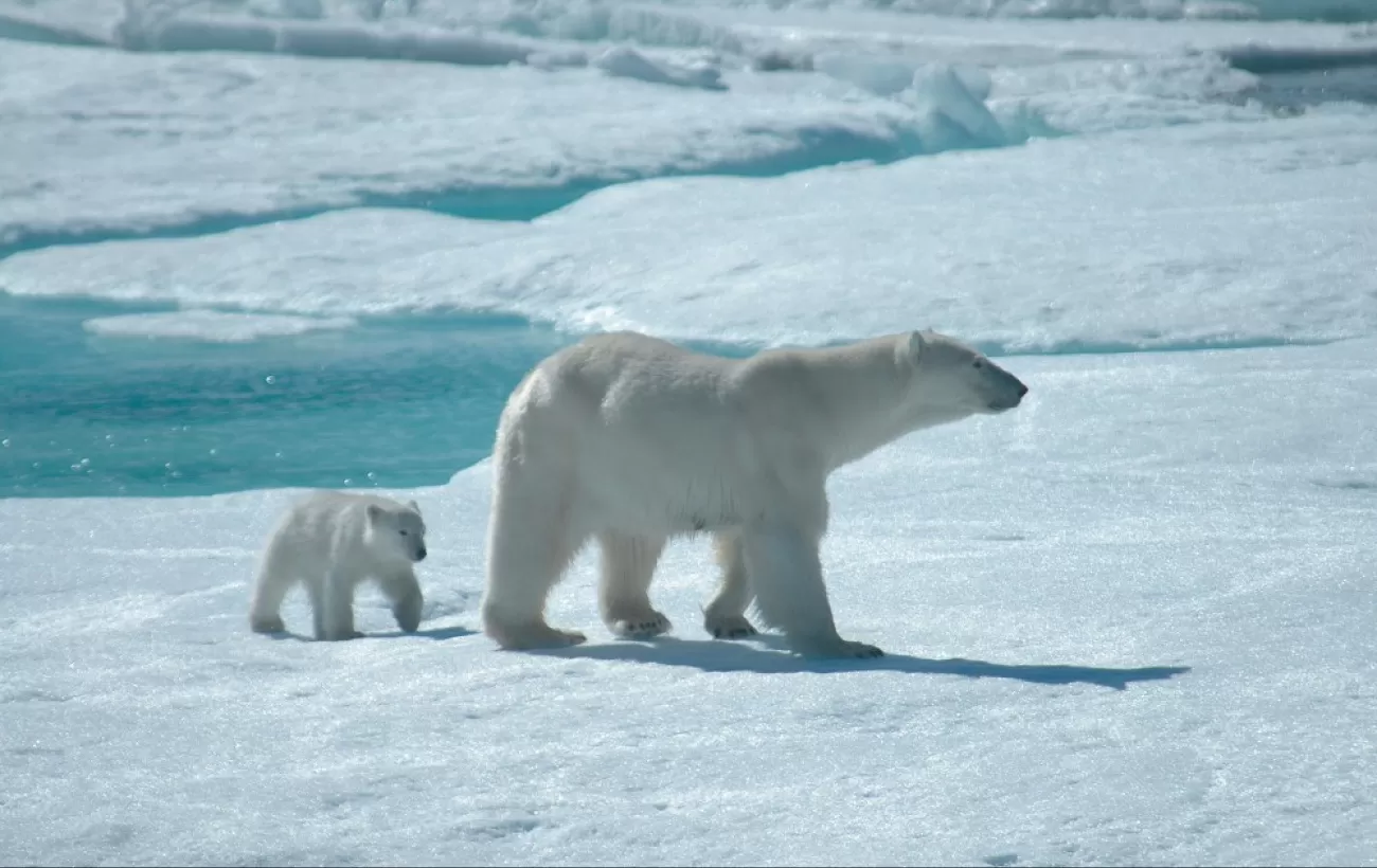 A baby cub follows its mother across the Arctic ice