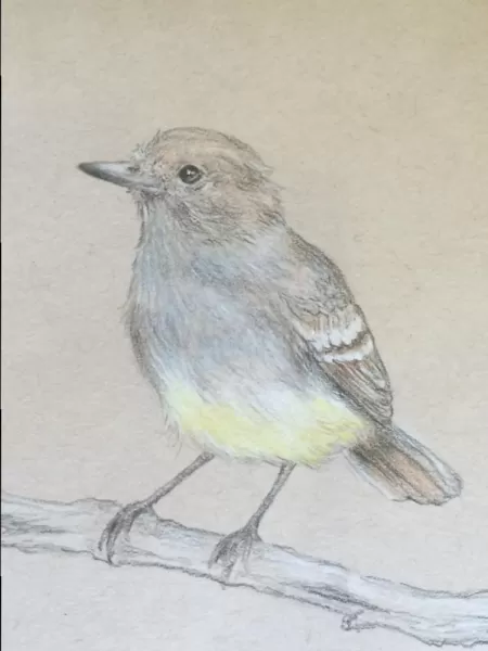 Galapagos Flycatcher, colored pencil