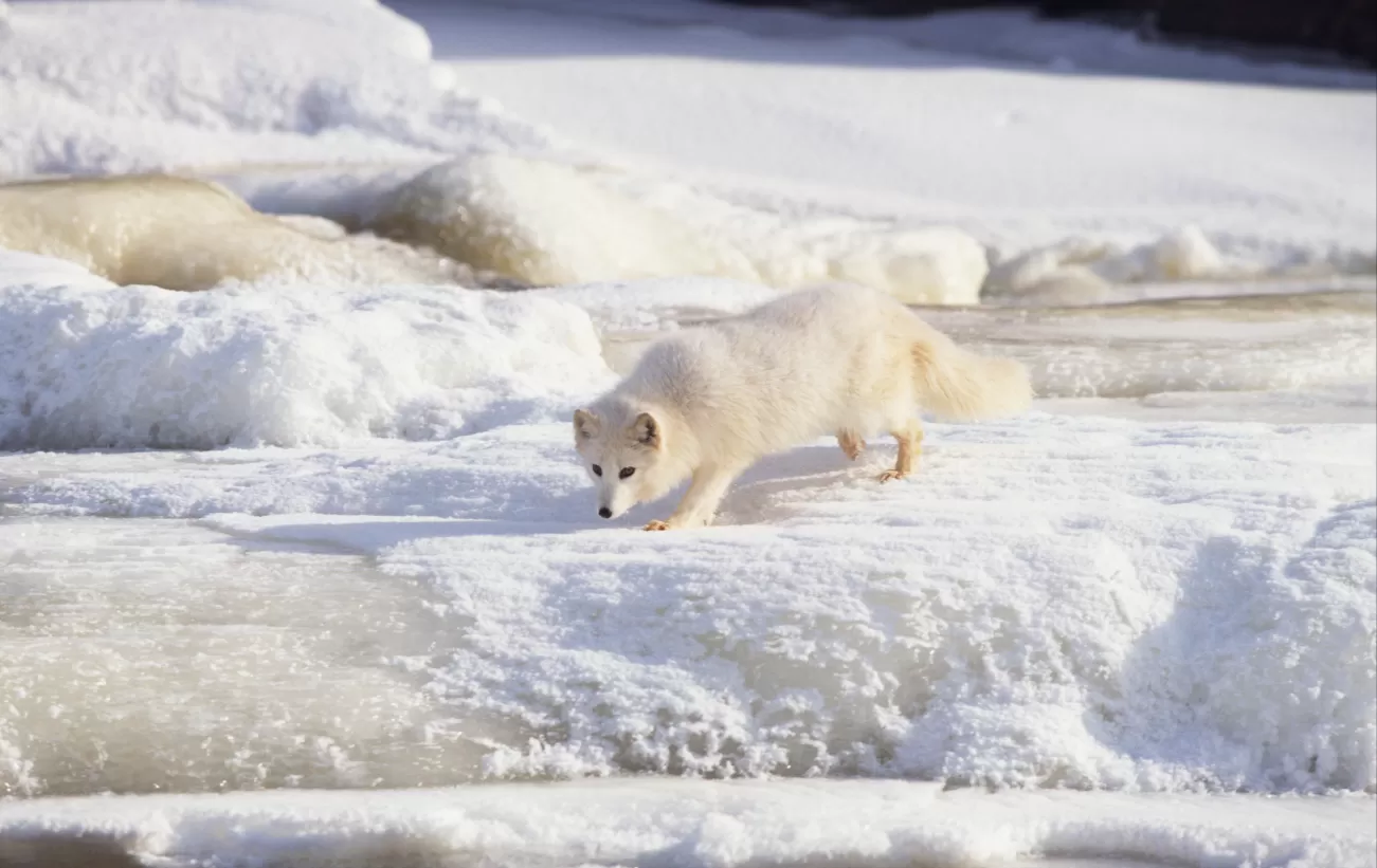 An Arctic fox scouts the terrain