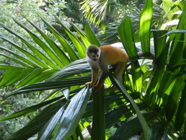 Sneaky squirrel monkey