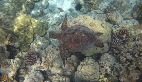 Baby Sea Turtle!