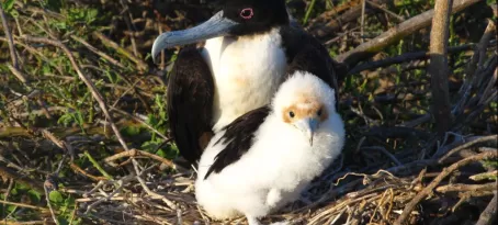 Frigatebird Mother and Chick
