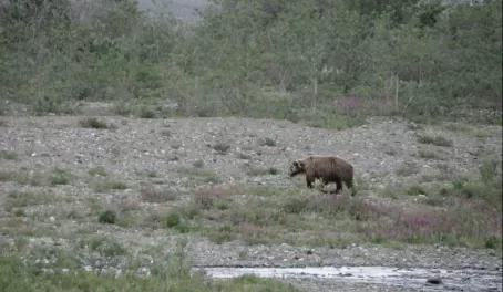 A lone grizzly wanders by an Alaskan riverside