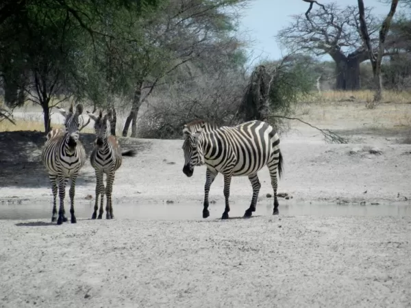 Zebras in Tarangire National Park