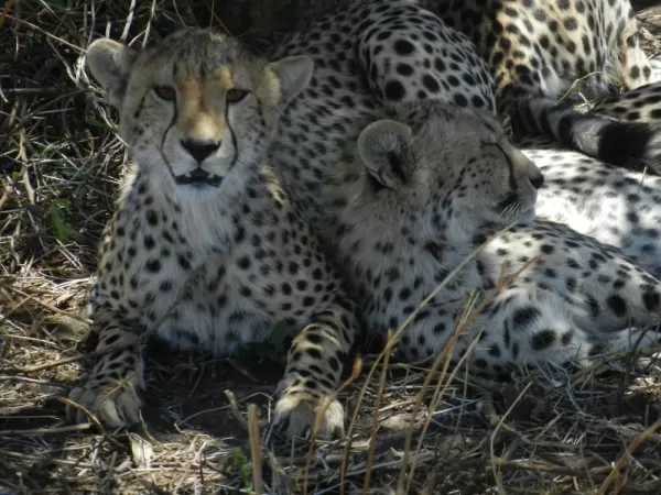 Cheetah family relaxing in the shade