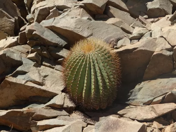 Barrel Cactus Santa Catalina