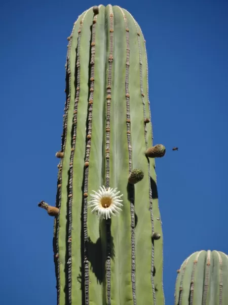 Cactus Flower Santa Catalina