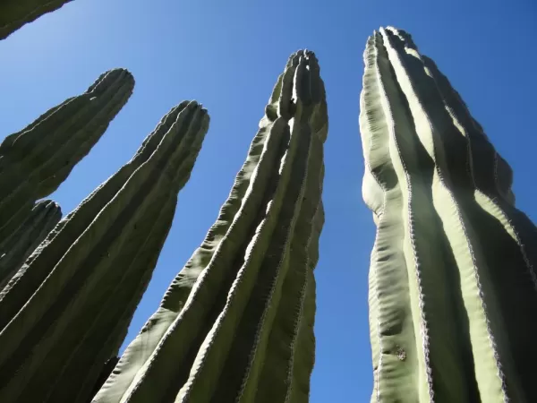 Cactus on Santa Catalina
