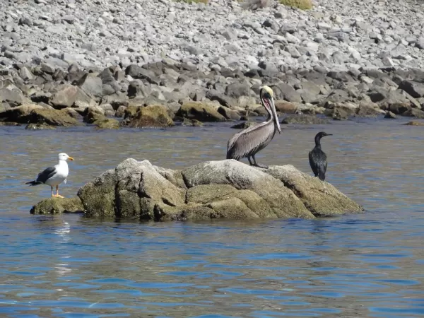 Pelican, Gull and Cormorant Sea of Cortez